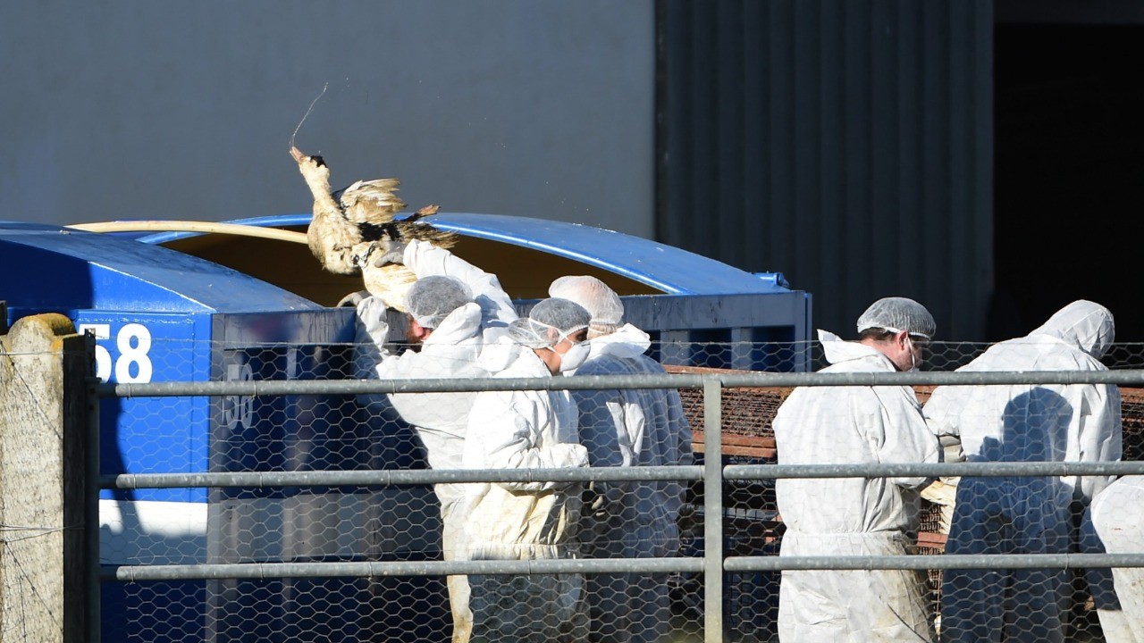 France raises bird flu alert level after resurgence of virus