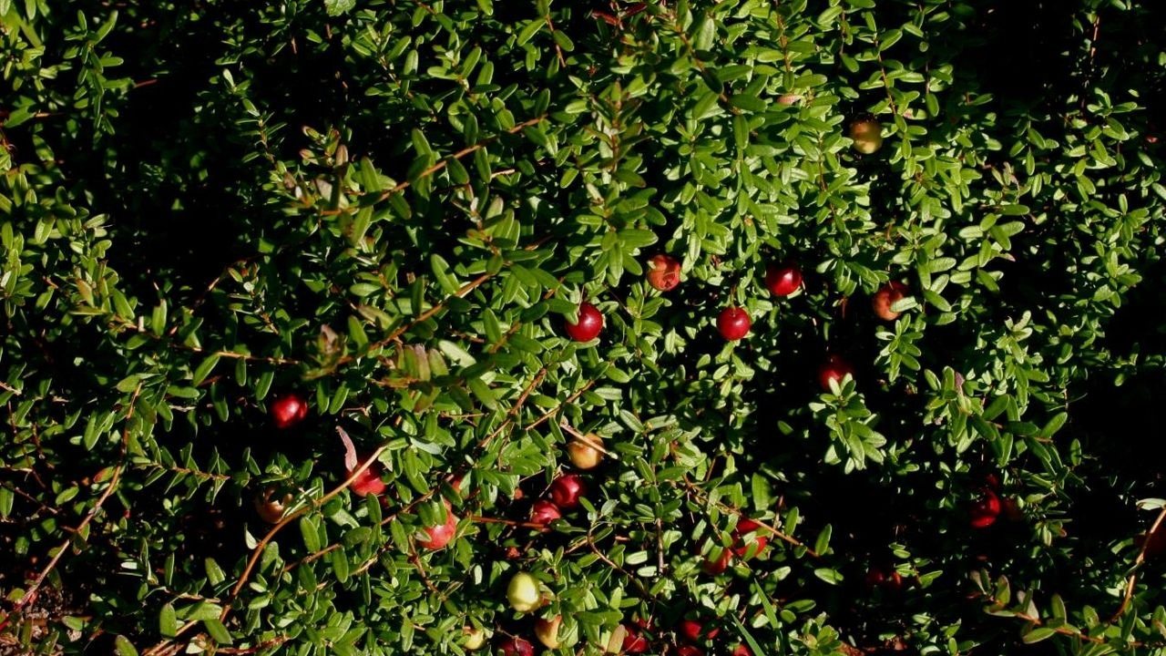 التوت الأحمر البري علاج طبي لالتهابات المسالك البولية