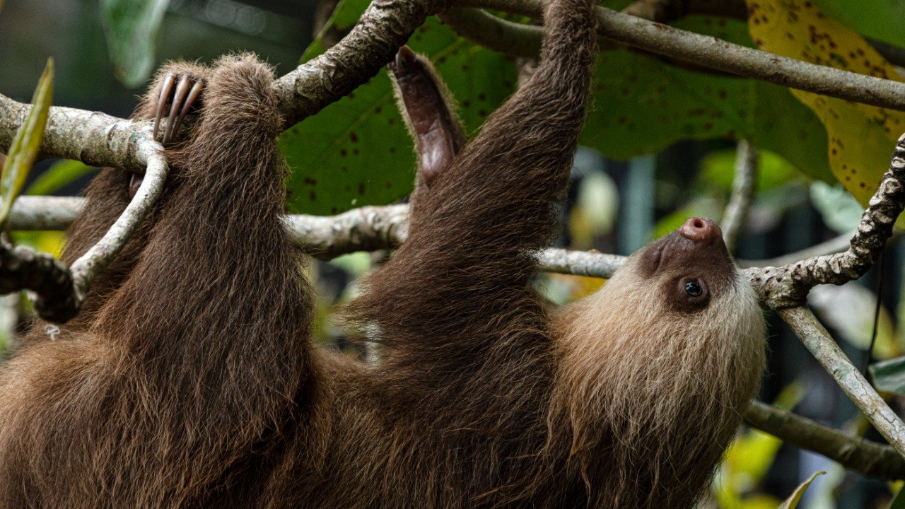 هل تحمل حيوانات الكسلان مضادات حيوية مستقبلية؟