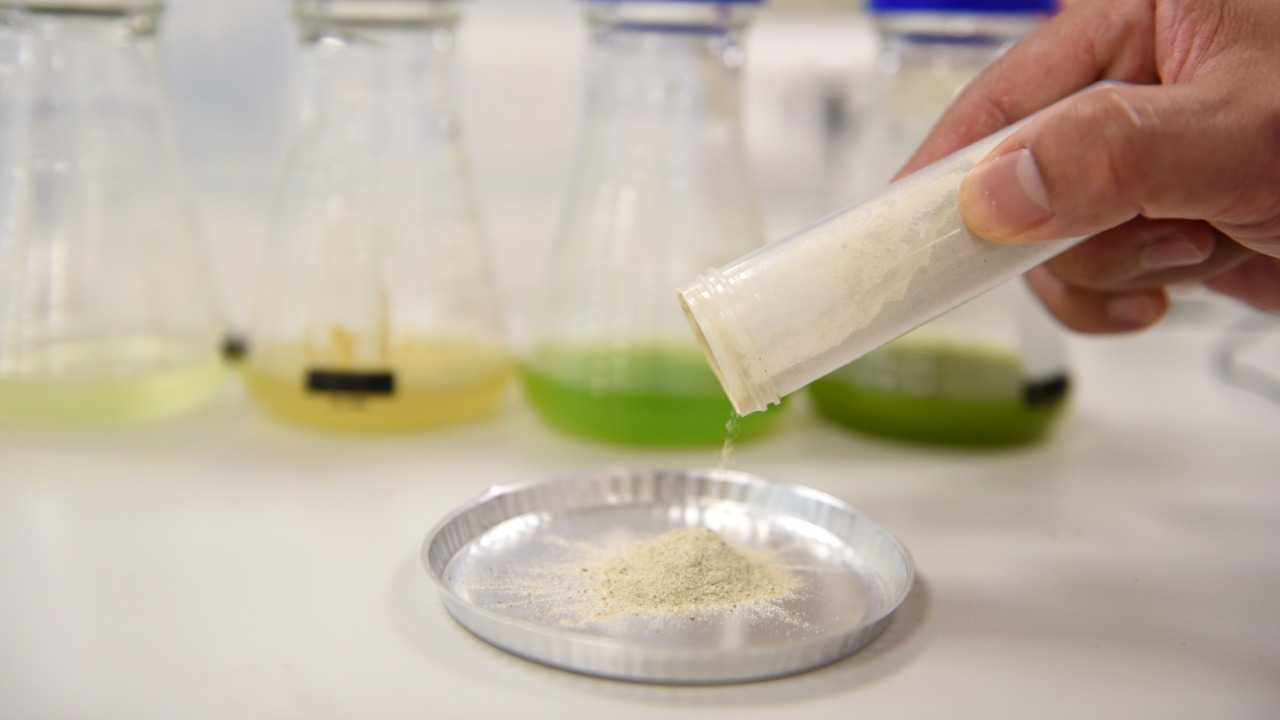 هل من الصحي تناول مسحوق أو مشروب البروتين كمتمم غذائي؟