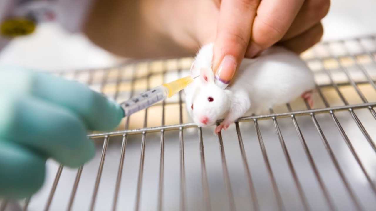 بريطانيا تصدر قراراً باستئناف اختبار مستحضرات التجميل على الحيوانات بعد الحظر منذ 1998