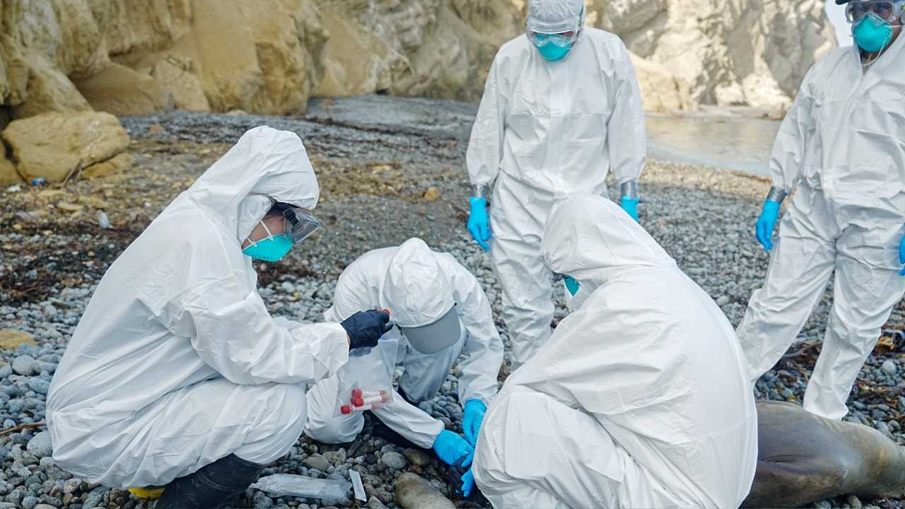 خبراء يحذرون: إنفلونزا الطيور فيروس سريع التطور