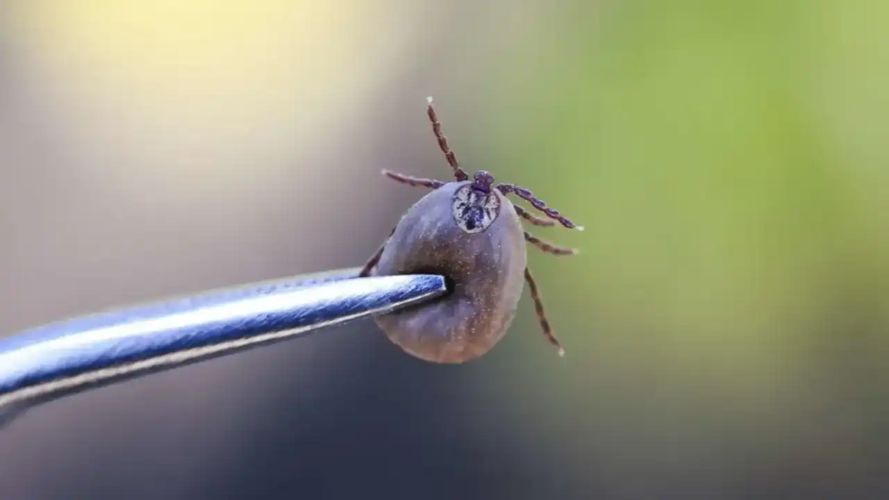 الخبراء يحذرون الأطفال من مضاعفات لدغة حشرة القرادة بعد وفاة امرأة