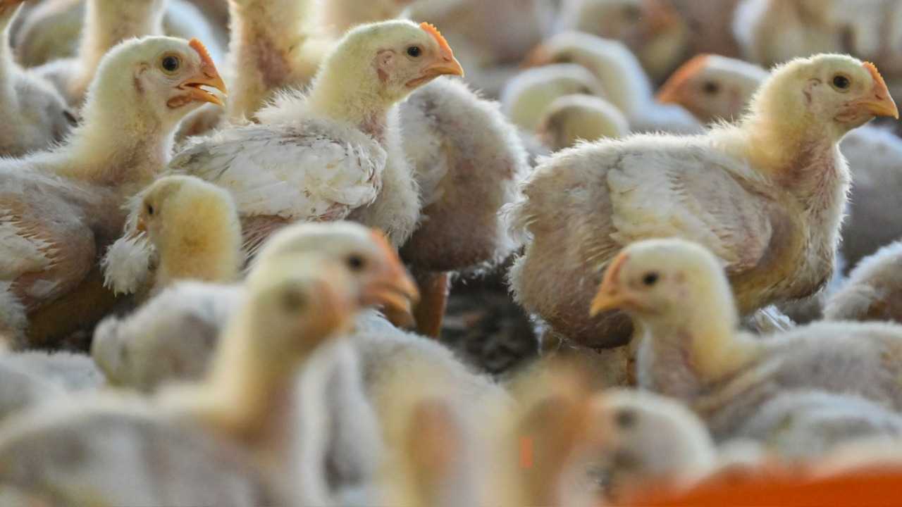 اكتشاف جين بشري يمنع تكاثر وانتشار إنفلونزا الطيور في جسم الإنسان