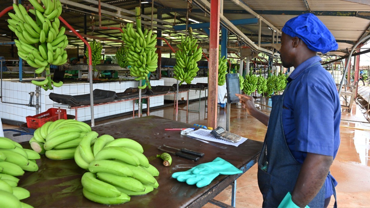 Super Banana: تعديل الموز وراثياً لإنقاذ الأطفال