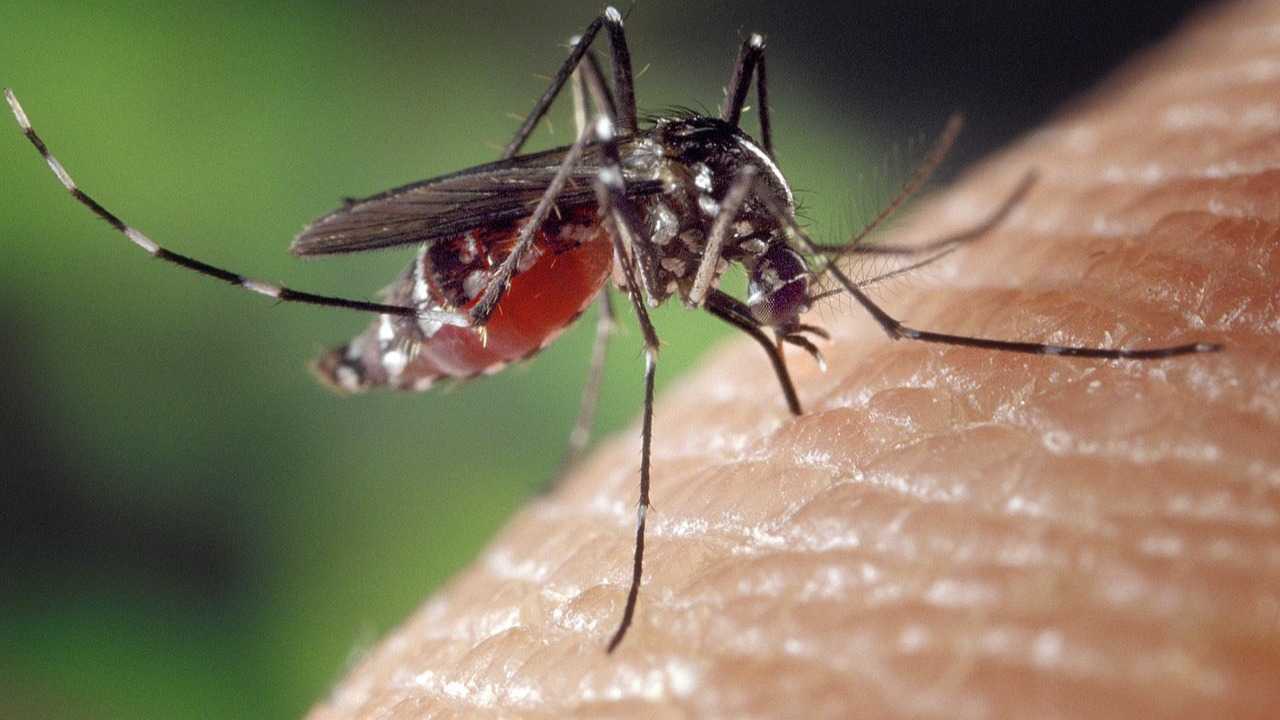 فئة الدم O هي الأكثر جذباً للبعوض