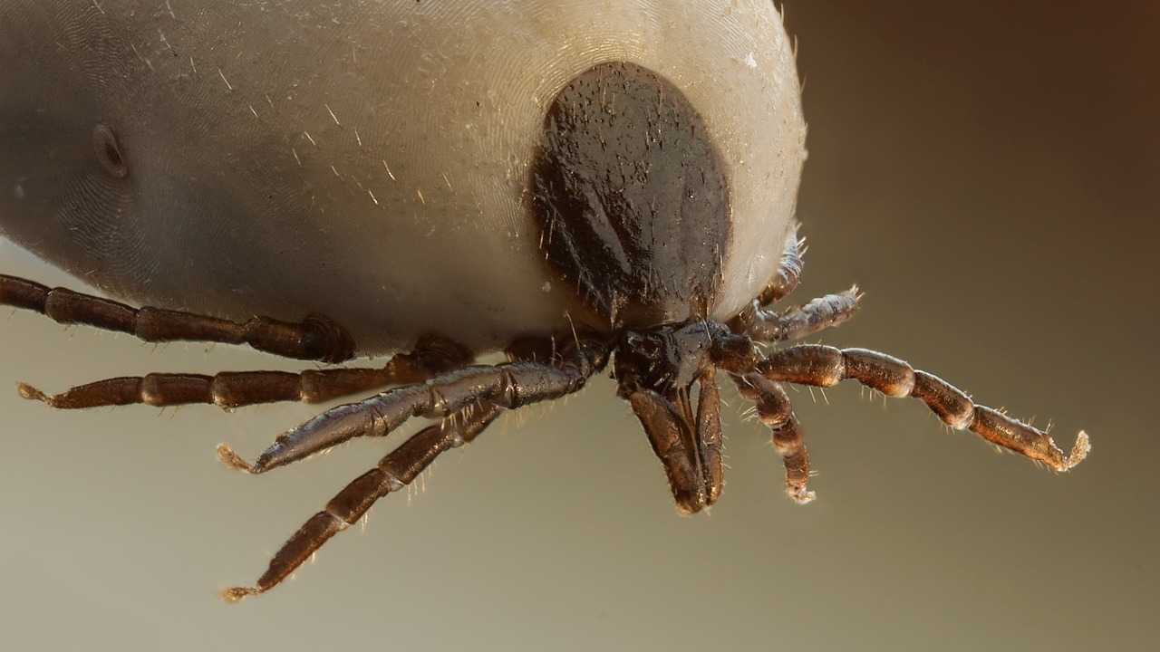 فيروس ينتقل عبر القراد يعاود انتشاره في أوروبا بعد سنوات من اكتشافه