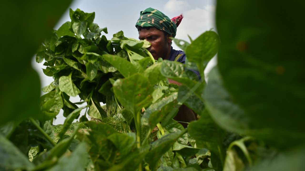 فوائد السبانخ وأهميته إدراجه في النظام الغذائي