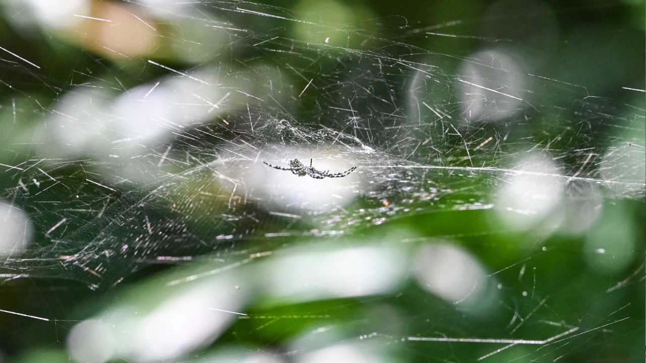 الحيوانات ترى أحلاماً وكوابيس في نومها كالبشر