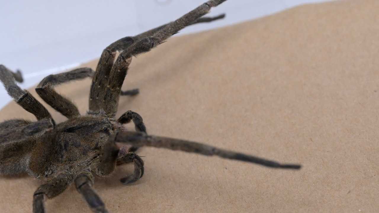Brazilian researchers began studying a curious side effect of banana spider bites (video)