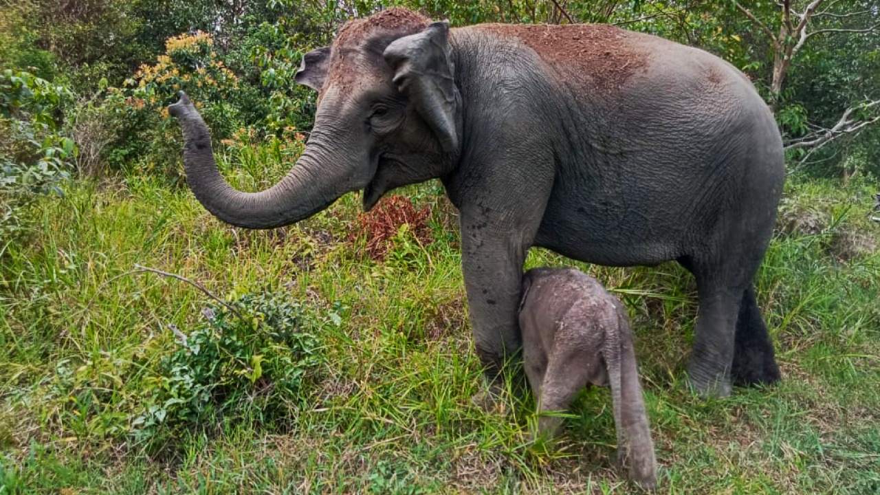 ولادة ثانية لفيل سومطري المهدد بالانقراض خلال شهر في محمية إندونيسية