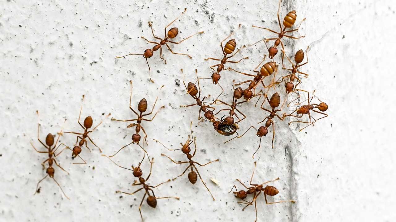 The tick, an easy prey for ants, can detect their proximity through chemical signals, suggesting that these same signals could be used in humans as insect repellent