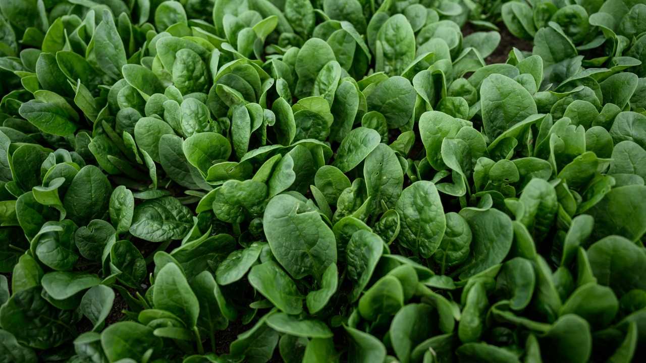 Spinach: the nutrient-rich superfood for heart health, digestion and More