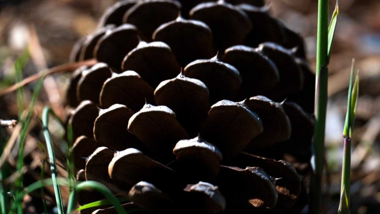 من مجالات الطب العلاجي إلى العطارة والصناعة... إليكم فوائد زيت الصنوبر