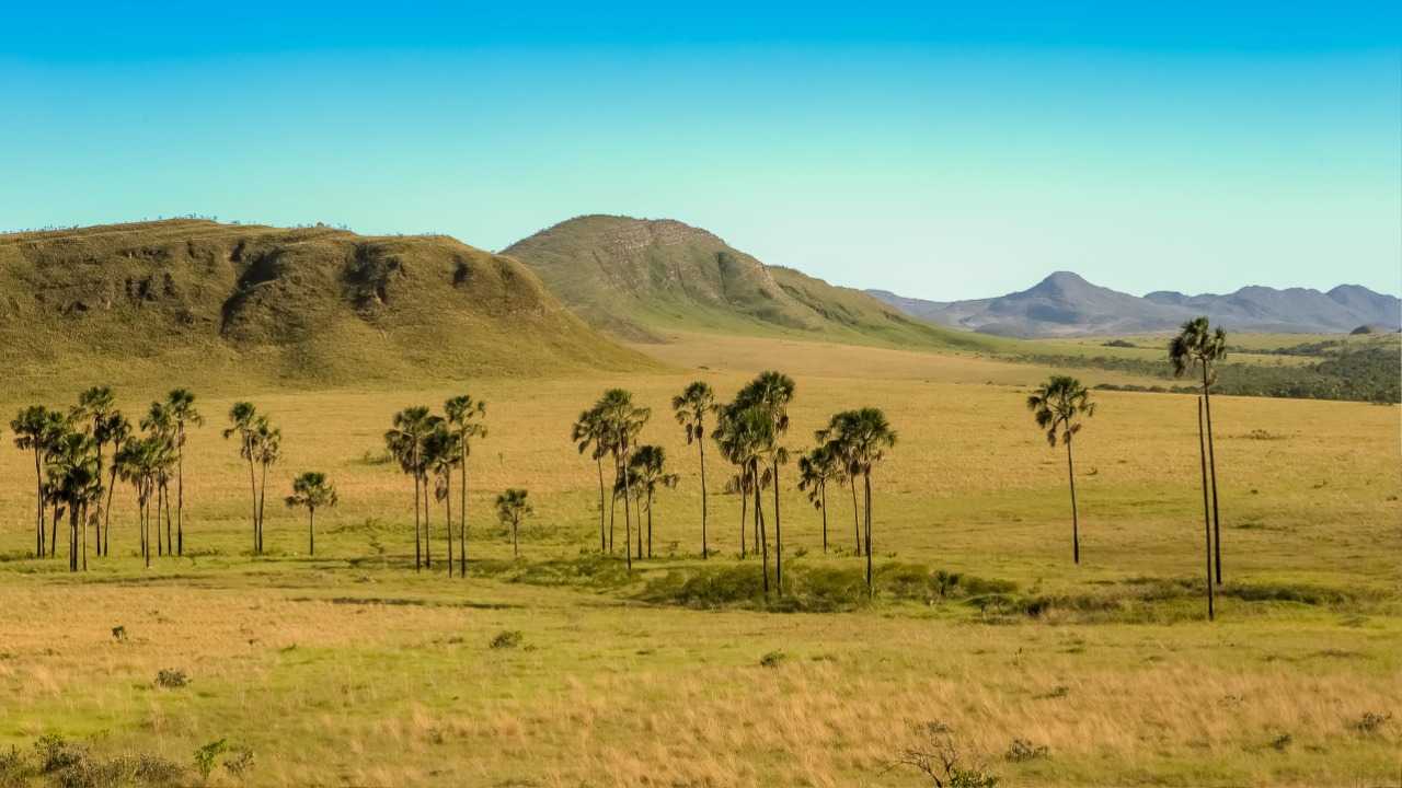 Deforestation in the Cerrado, Brazil, is progressing and has, for the first time, surpassed that of the Amazon.