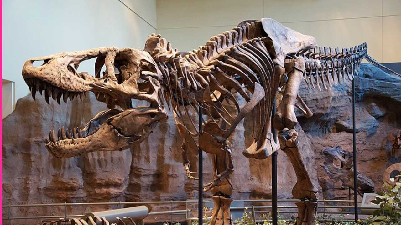 Rare fossil of adolescent Tyrannosaurus - 'Teen Rex'- found by US kids