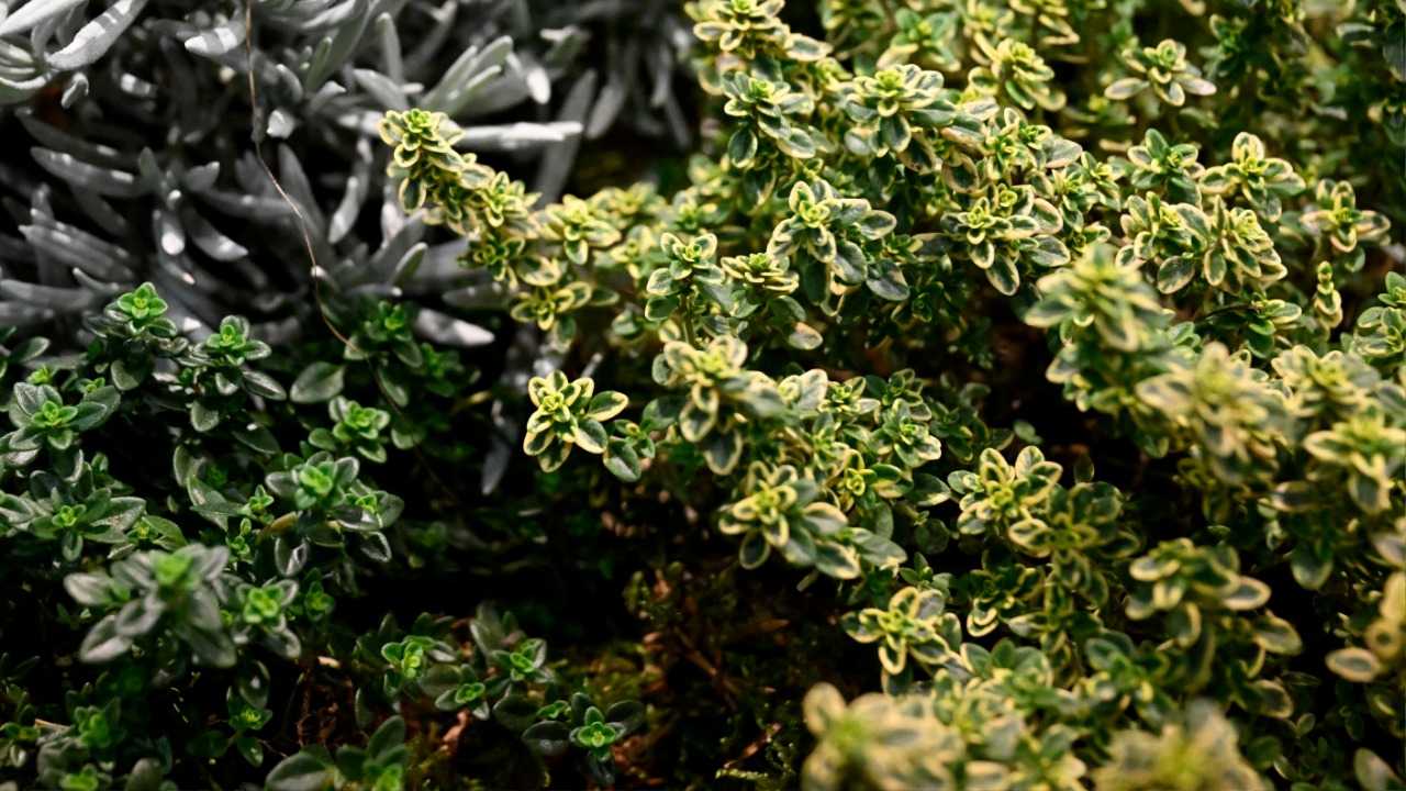 Thyme: The Powerful Herb with Amazing Health Benefits