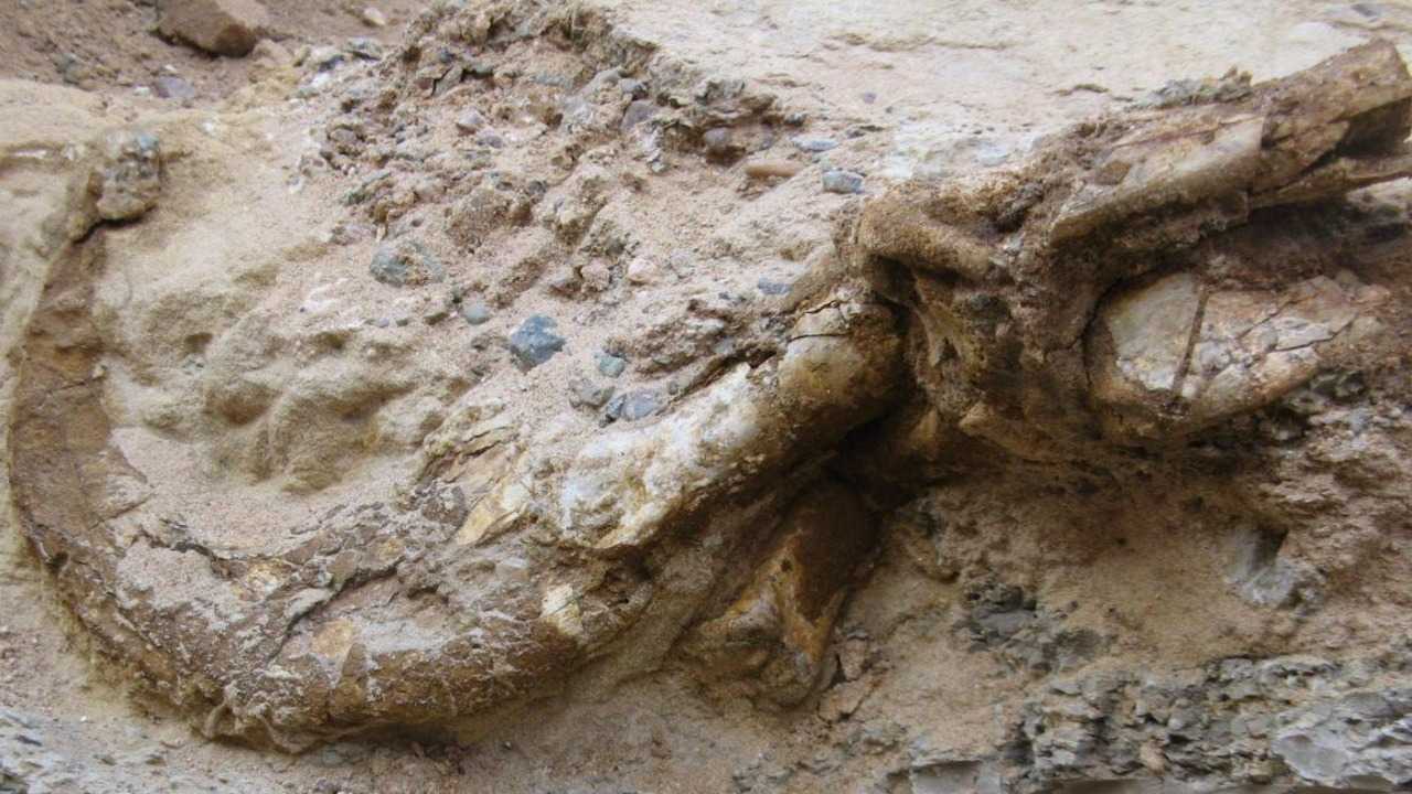 Fossils from Mongolia unearth odd dinosaur Duonychus with menacing claws