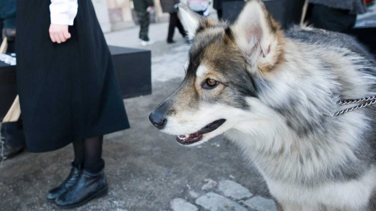First wolf-dog hybrid confirmed in Greece - Info3 - The future of news