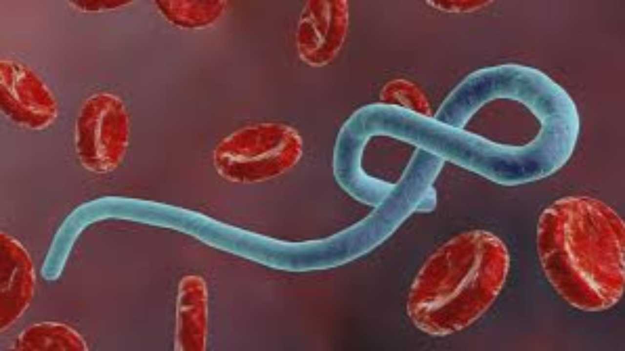 تفاقم وباء إيبولاّ في الكونغو: 115 قتيلاً و598 إصابة